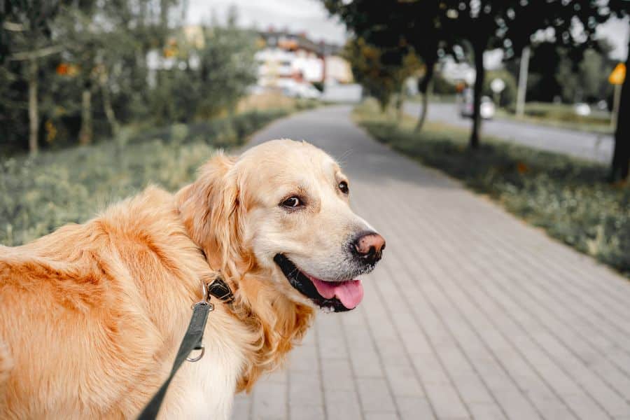 Summer Pet Care in Kenosha, WI Heat Safety Tips from a Local Pet Sitter