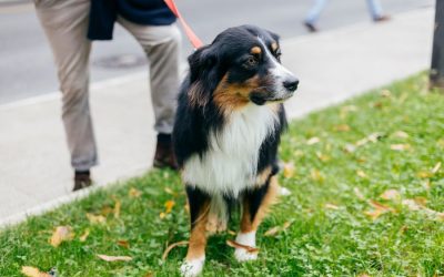 Summer Pet Care in Kenosha, WI: Heat Safety Tips from a Local Pet Sitter