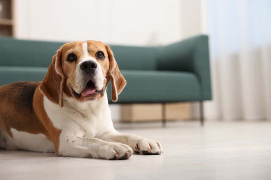 Back-to-School Pet Care Managing Your Pet's Schedule