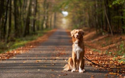 Fall Pet Care in Wisconsin: Preparing Your Pet for Cooler Weather and Seasonal Changes