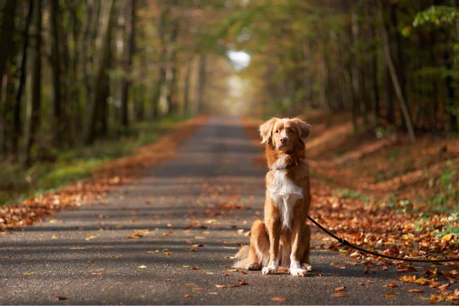 Fall Pet Care in Wisconsin: Preparing Your Pet for Cooler Weather and Seasonal Changes