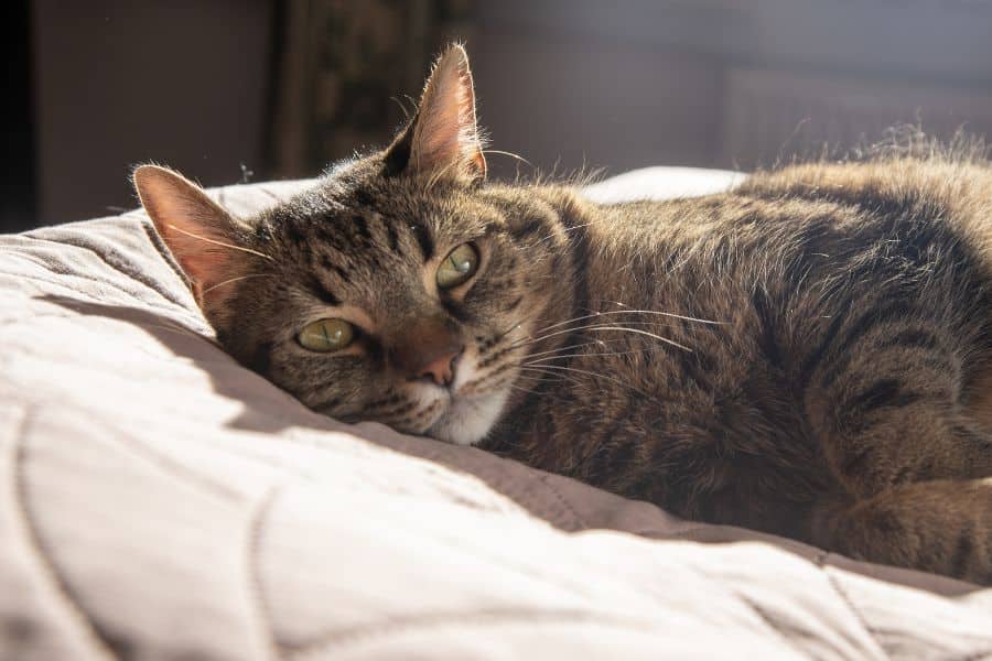 Senior tabby cat resting comfortably on a bed in the sunlight.
