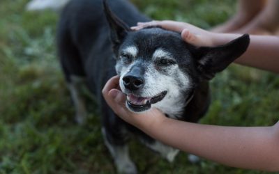 Senior Pet Care in Kenosha: When Your Older Pet Needs Extra Attention and Monitoring