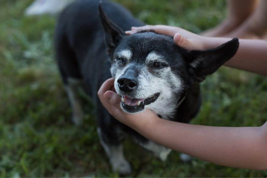 Senior Pet Care in Kenosha: When Your Older Pet Needs Extra Attention and Monitoring